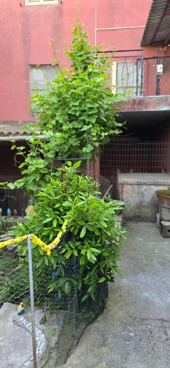 Appartamento In Casa Con Cortili Ad Arbus - Sardegna Exterior foto