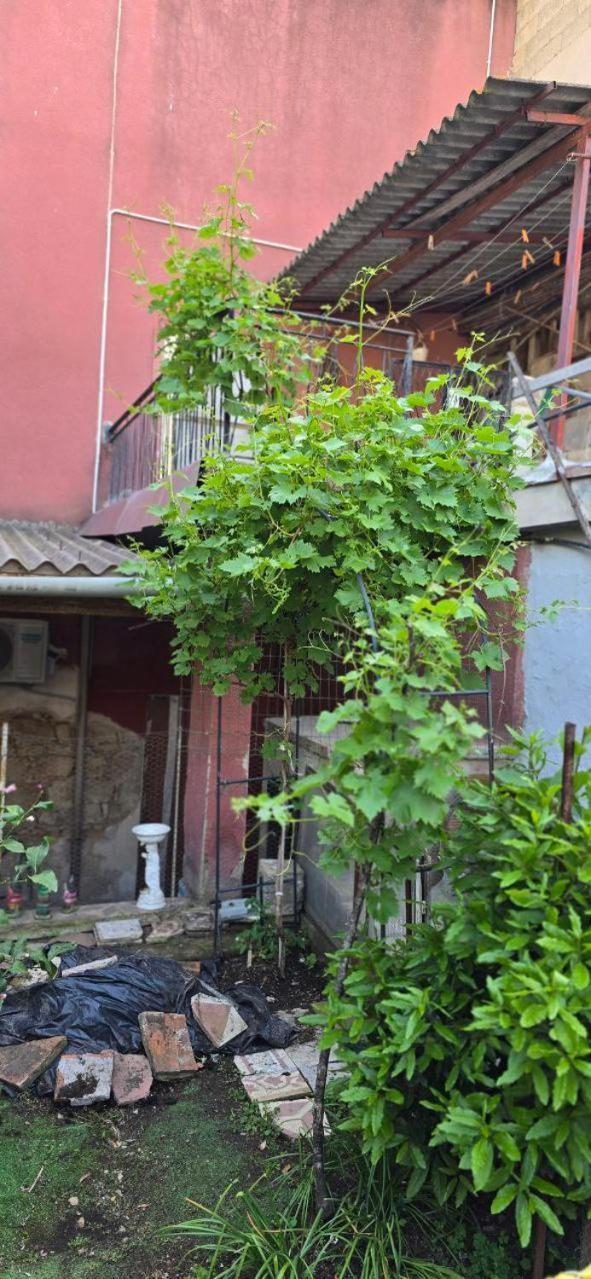 Appartamento In Casa Con Cortili Ad Arbus - Sardegna Exterior foto